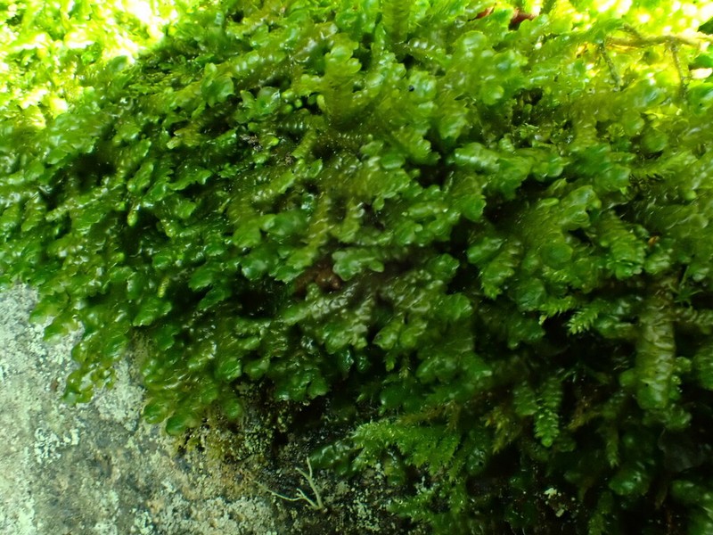 Porella roellii photo 8