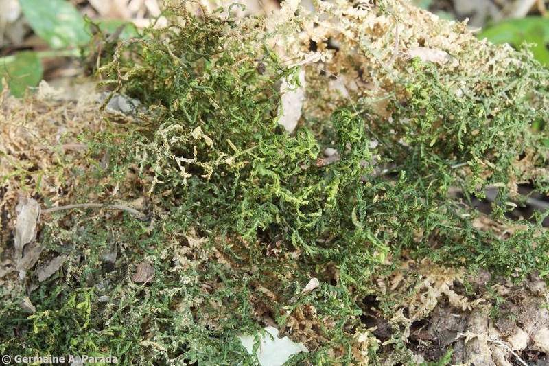 Porella swartziana