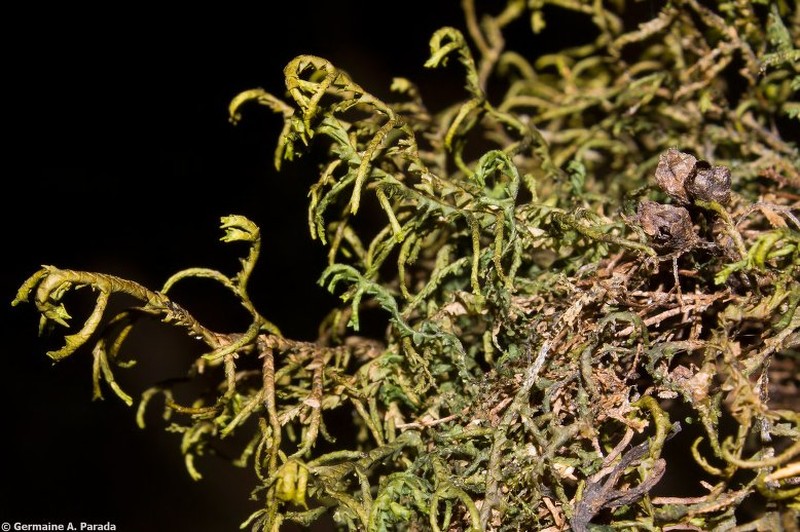 Porella swartziana photo 2