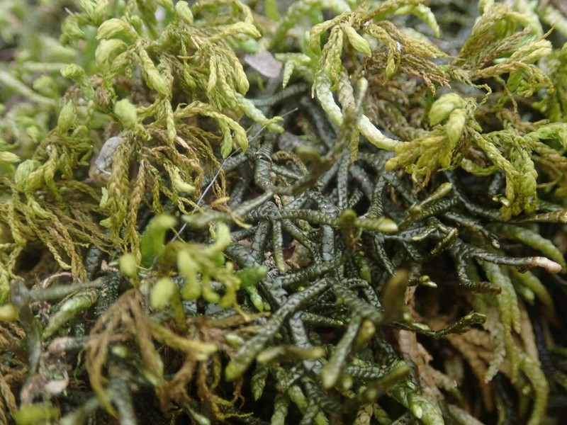 Porella vernicosa