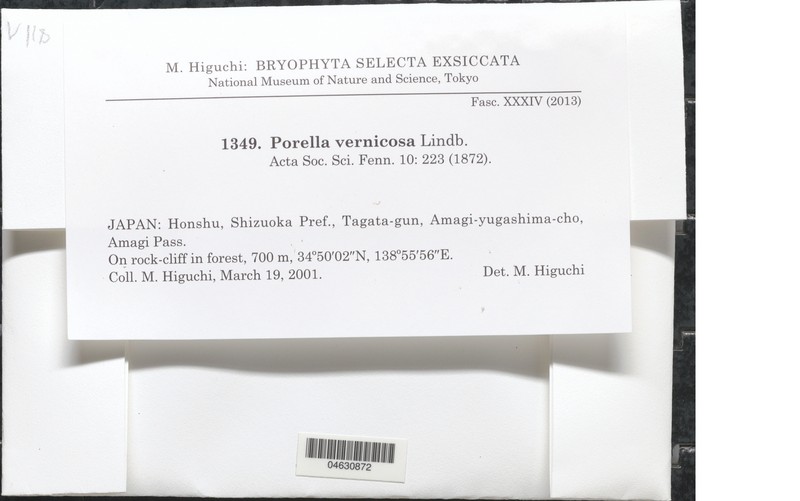 Porella vernicosa photo 2