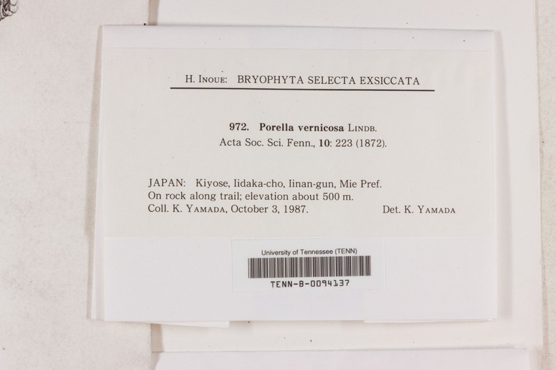 Porella vernicosa photo 3