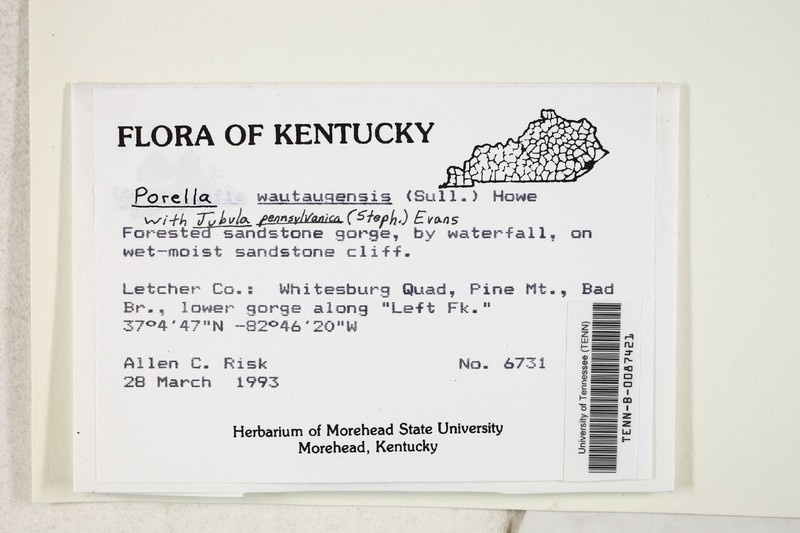 Watauga Porella
