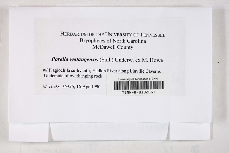 Watauga Porella photo 4