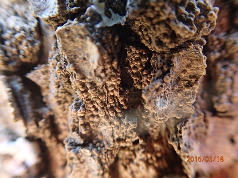 Wart Lichen photo 2