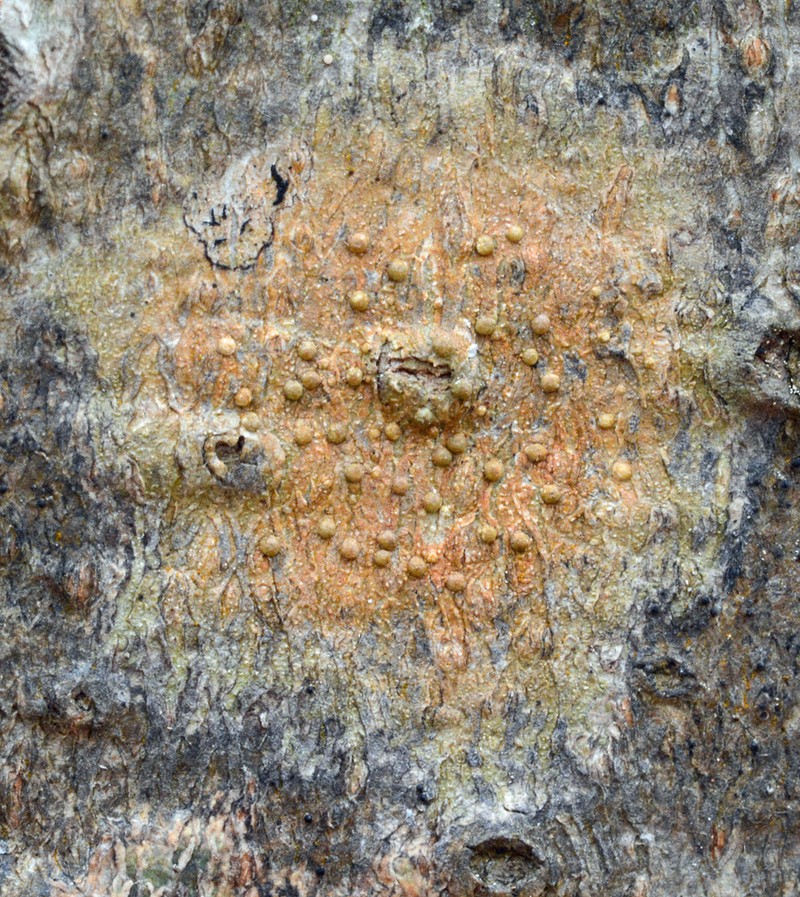 Wart Lichen photo 3