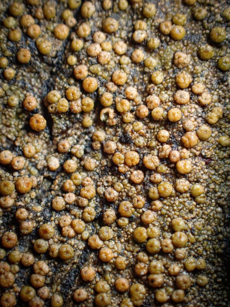 Wart Lichen photo 4