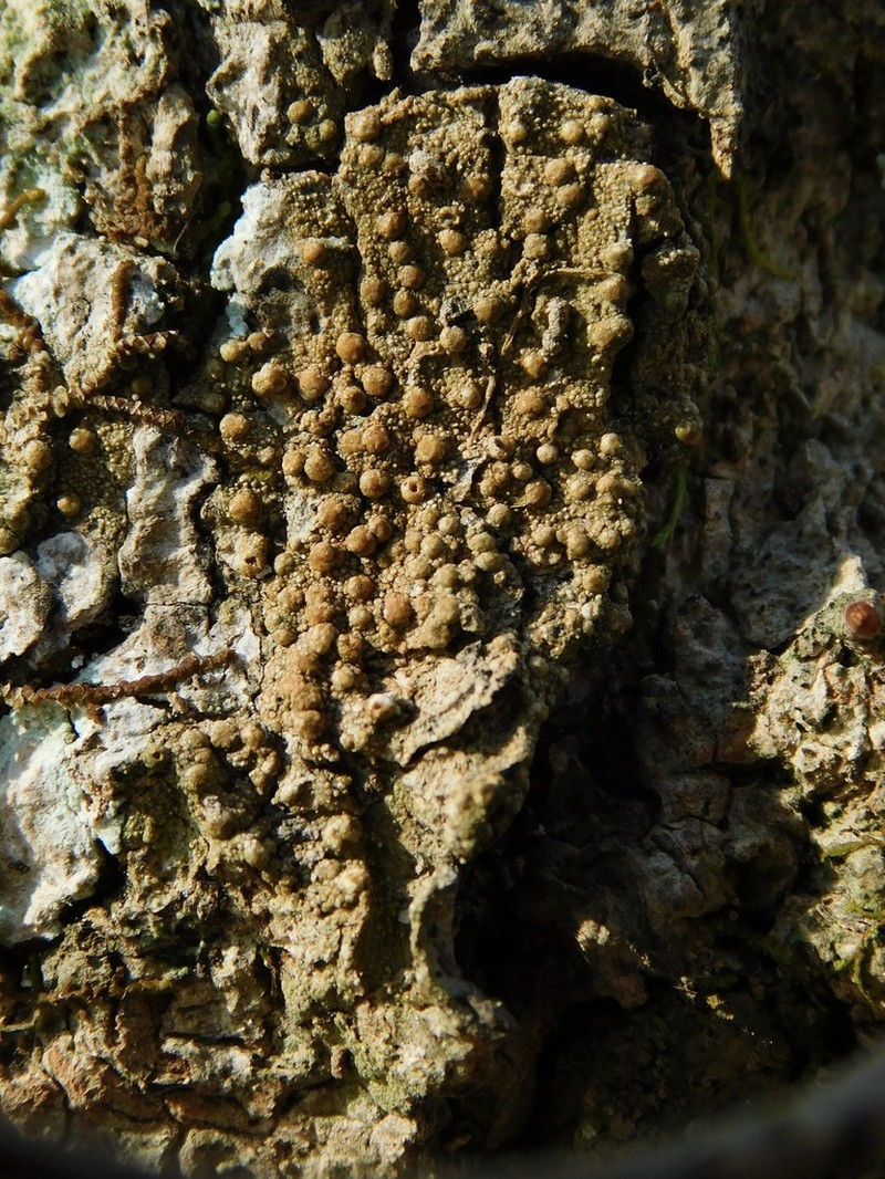 Wart Lichen photo 5