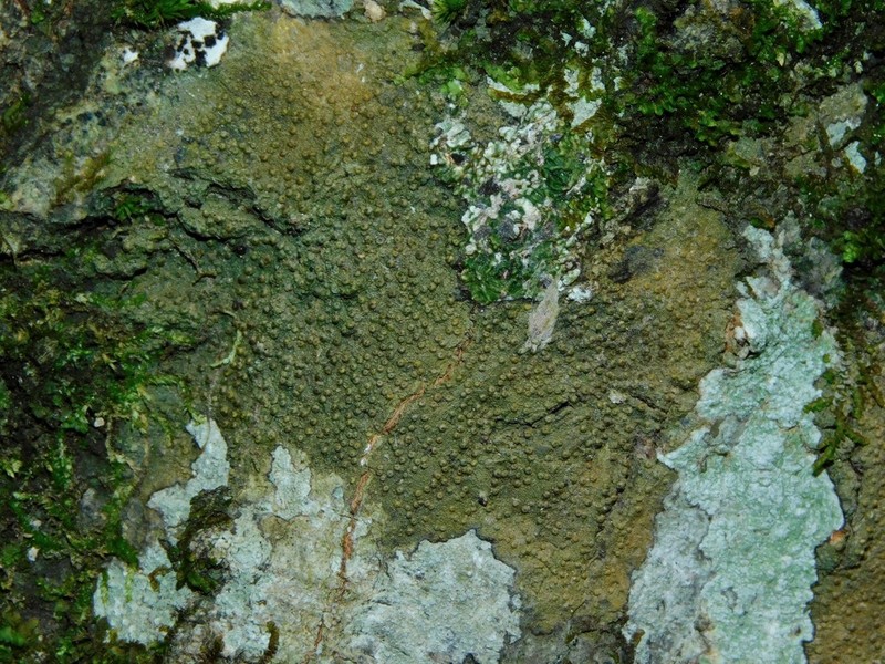Wart Lichen photo 6