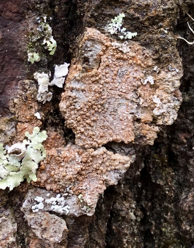 Wart Lichen photo 7