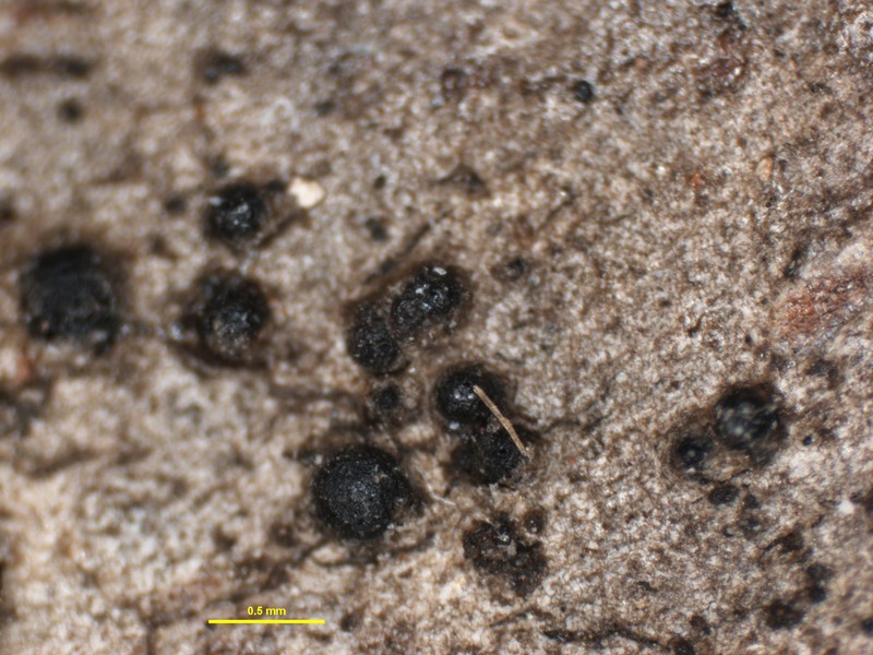 Wart Lichen photo 2