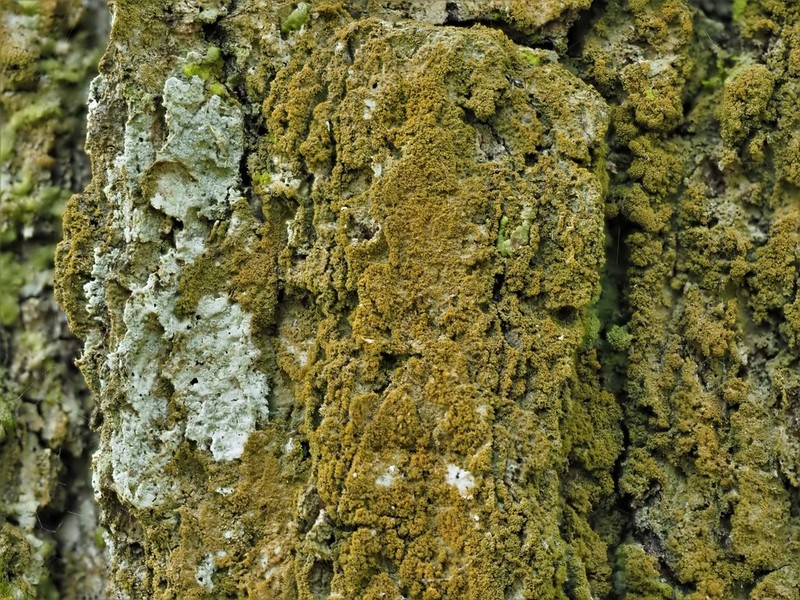 Porina scabrida photo 7