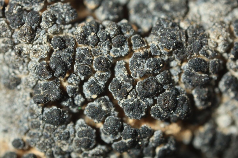 Porocyphus Lichen