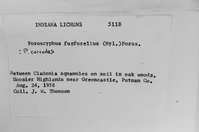 Porocyphus Lichen photo 5