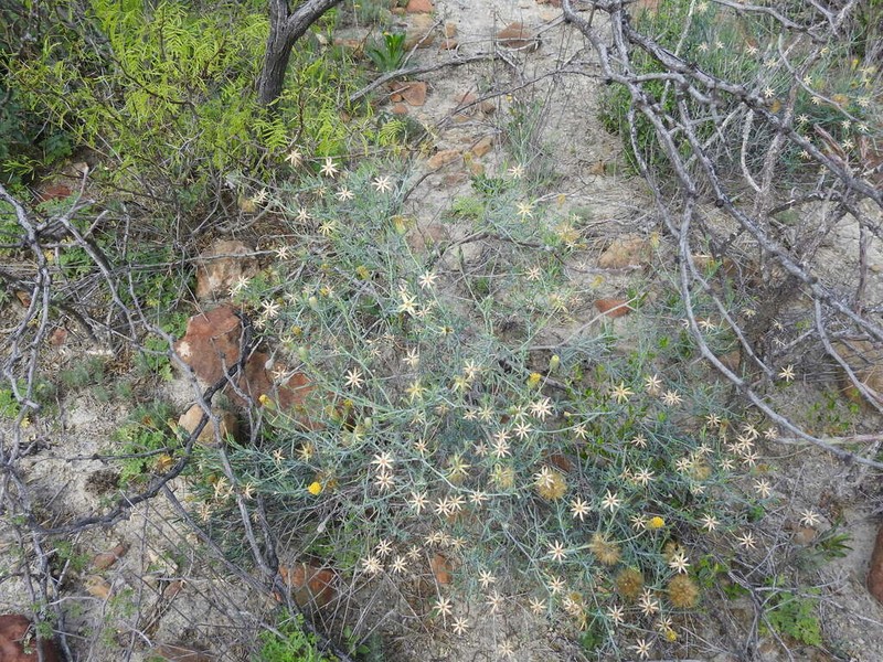 Porophyllum amplexicaule