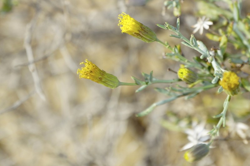 Porophyllum amplexicaule photo 2