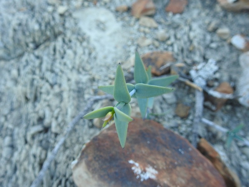 Porophyllum amplexicaule photo 3