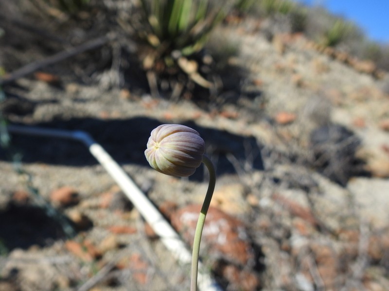 Porophyllum amplexicaule photo 4
