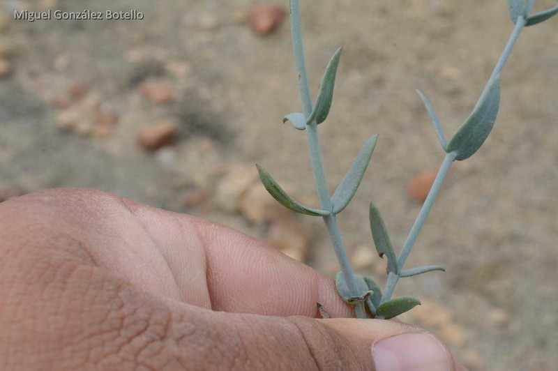 Porophyllum amplexicaule photo 5