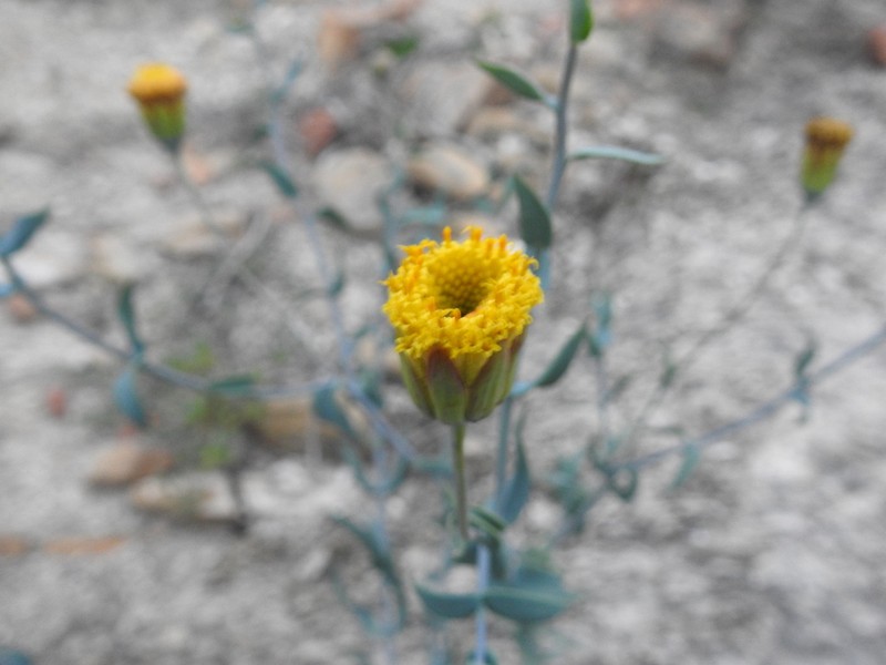 Porophyllum amplexicaule photo 6