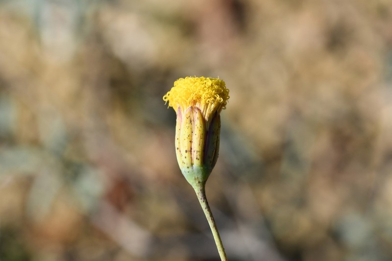 Porophyllum amplexicaule photo 7