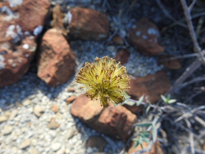 Porophyllum amplexicaule photo 8