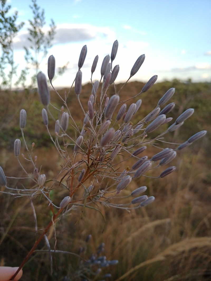 Porophyllum angustissimum