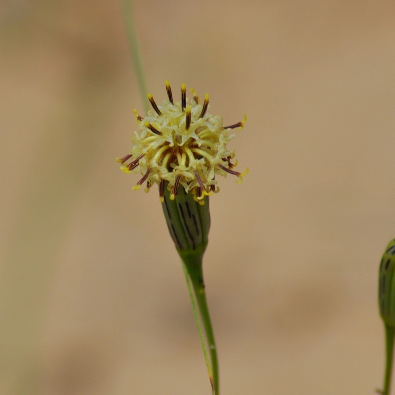 Porophyllum angustissimum photo 2