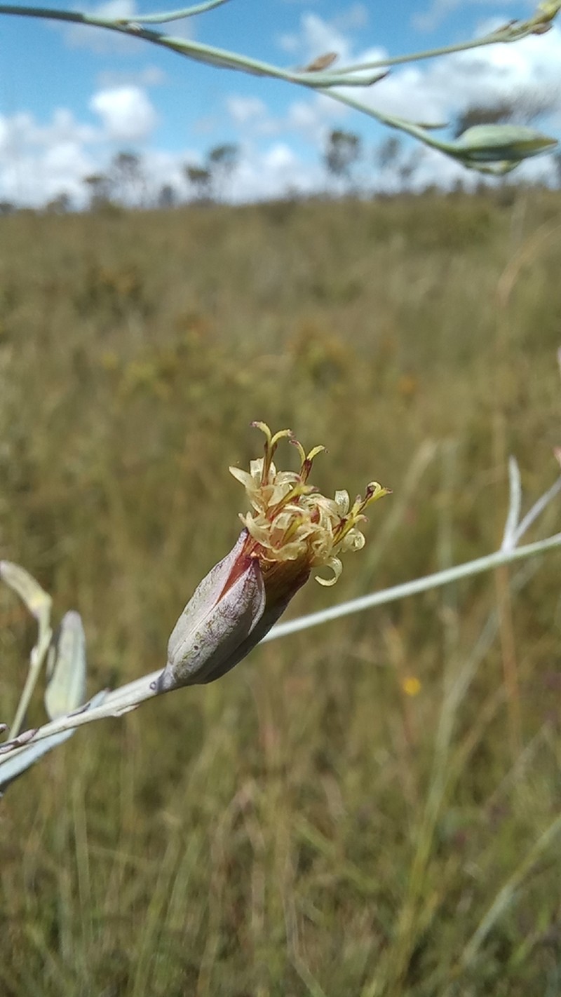 Porophyllum angustissimum photo 3