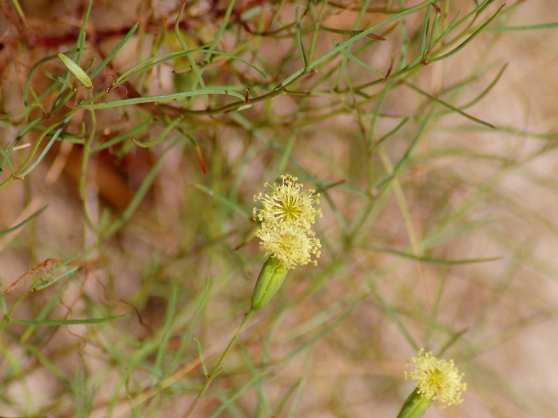 Porophyllum angustissimum photo 4