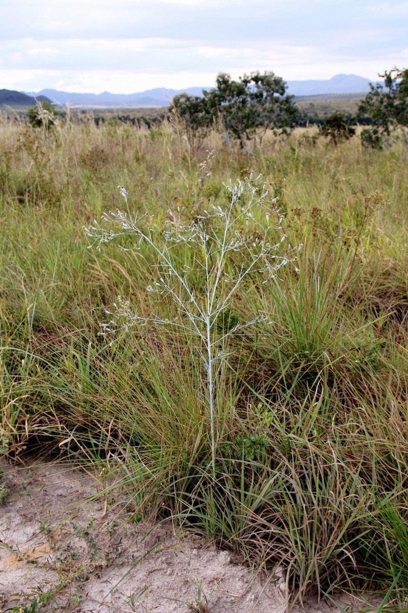 Porophyllum angustissimum photo 5