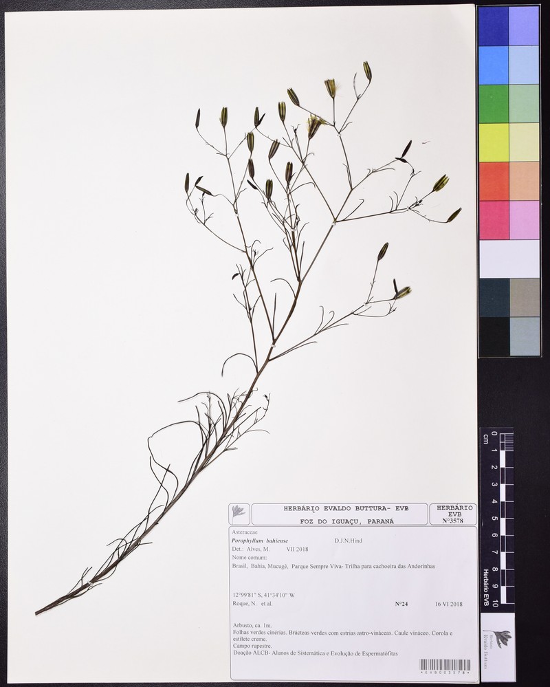 Porophyllum bahiense