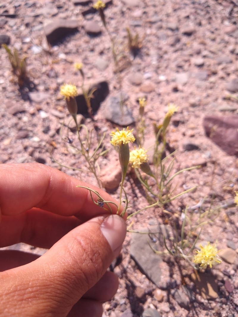 Porophyllum cabrerae