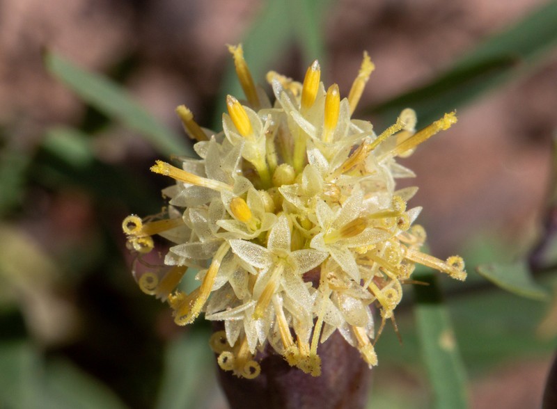 Porophyllum cabrerae photo 4