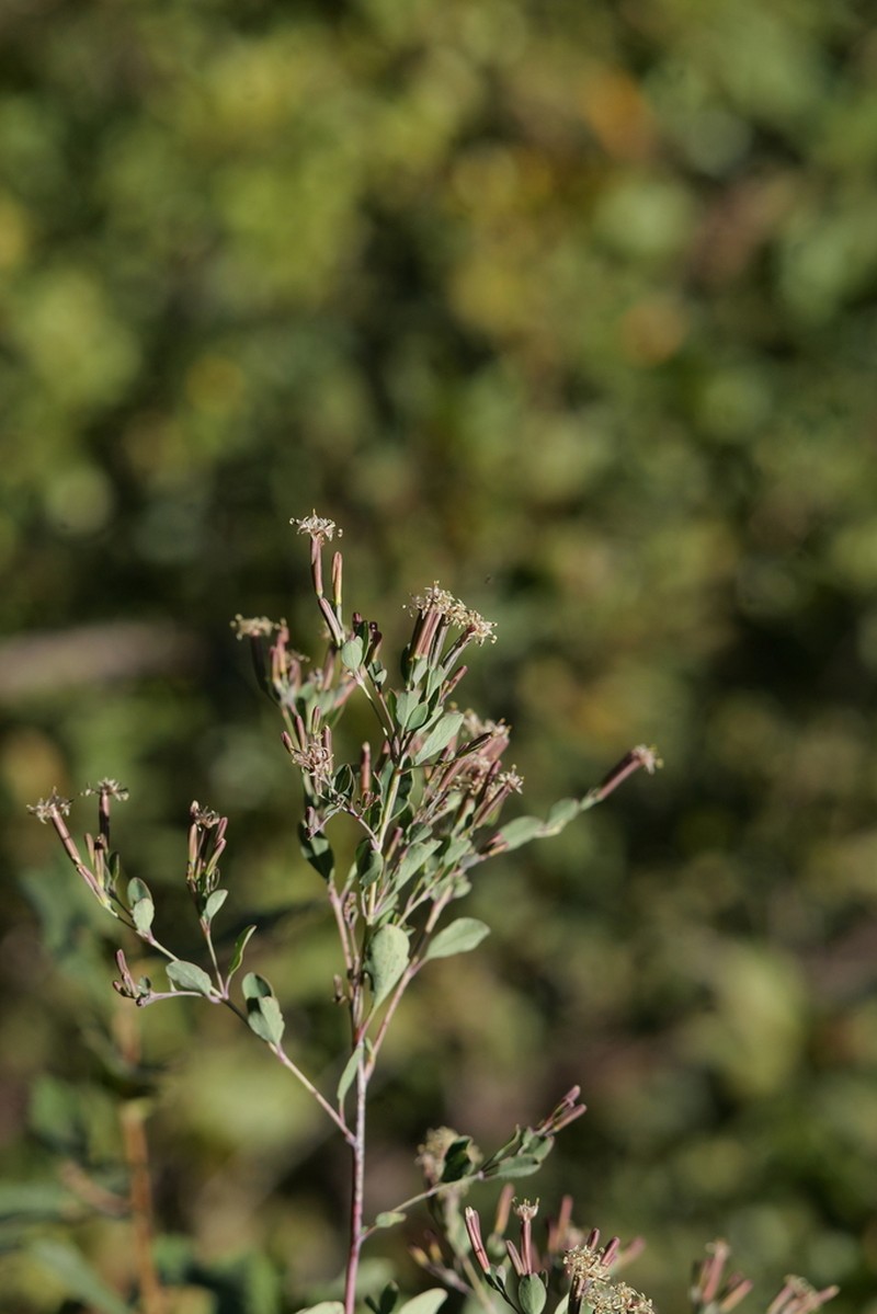 Porophyllum calcicola