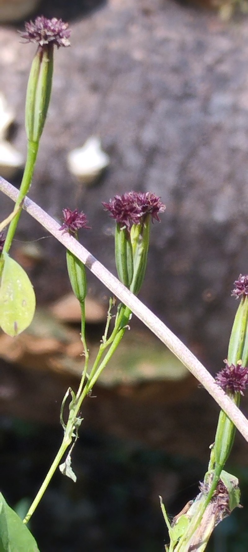 Porophyllum calcicola photo 3