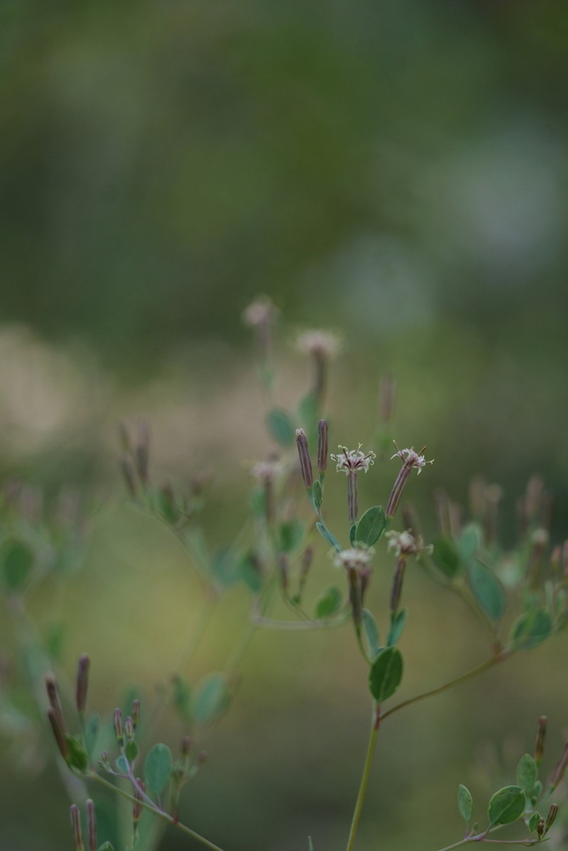 Porophyllum calcicola photo 4