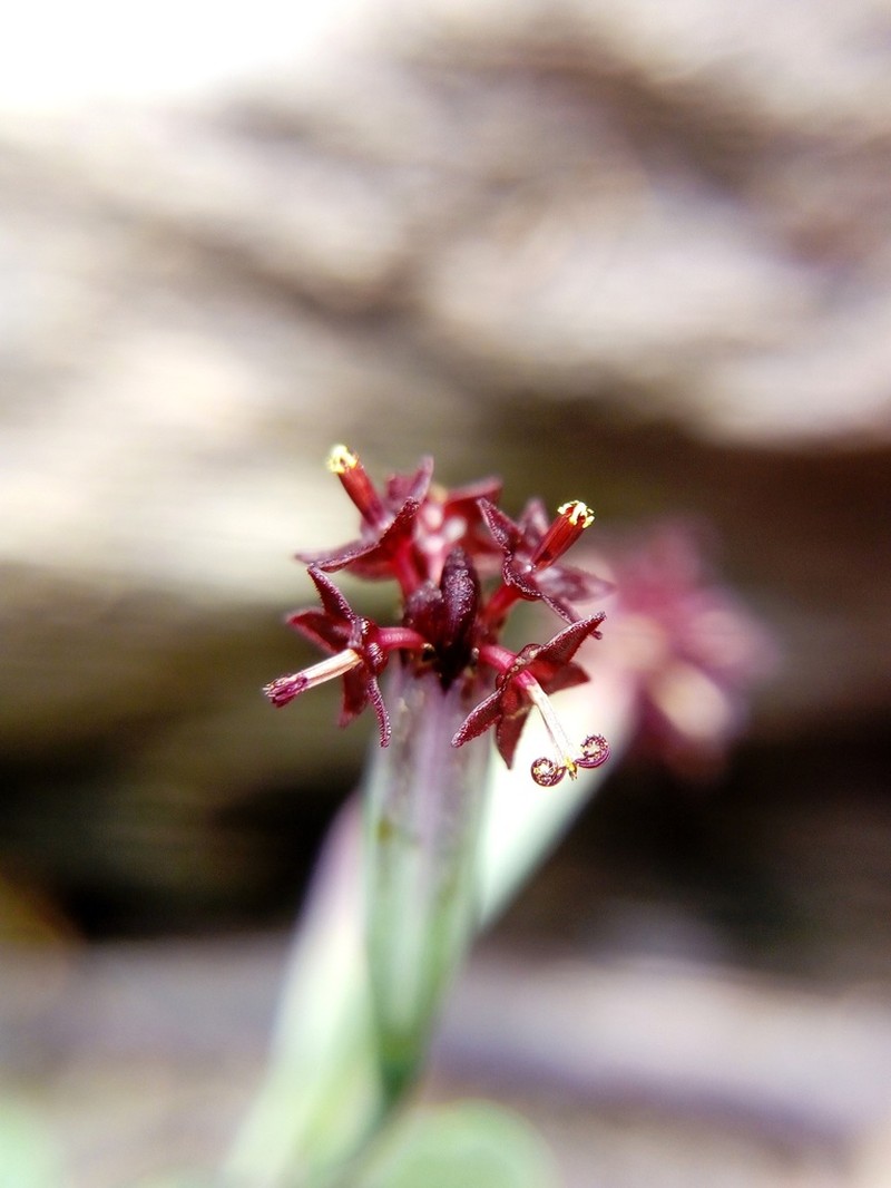 Porophyllum calcicola photo 5
