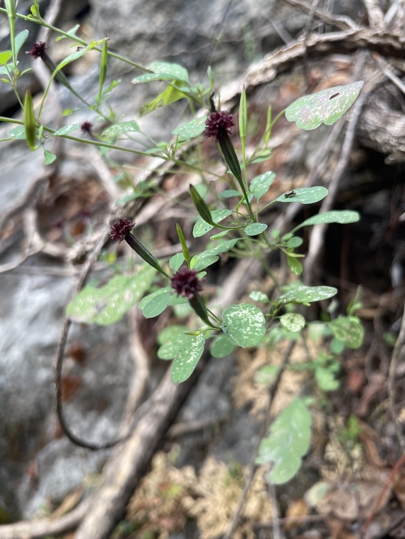 Porophyllum calcicola photo 6
