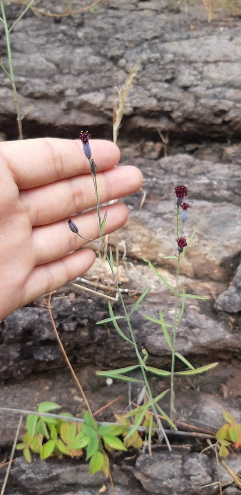 Porophyllum coloratum