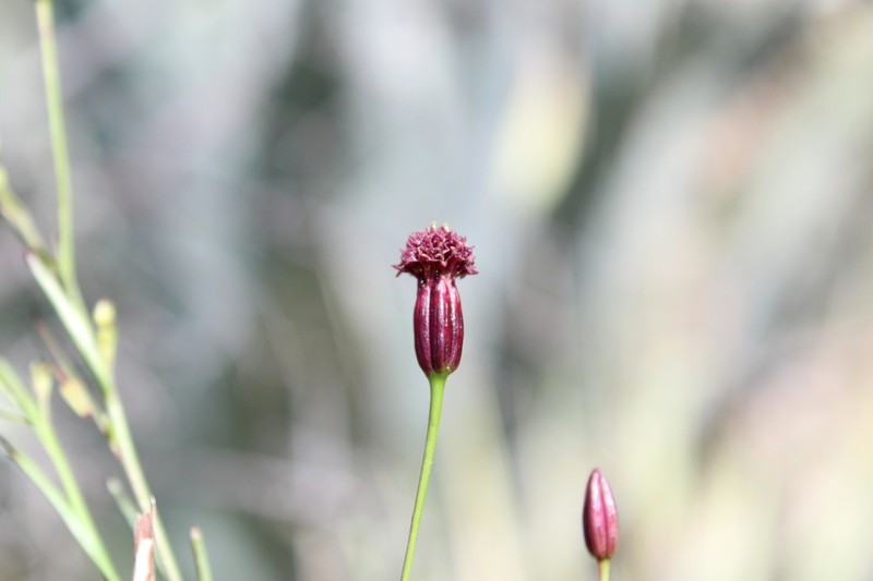 Porophyllum coloratum photo 2