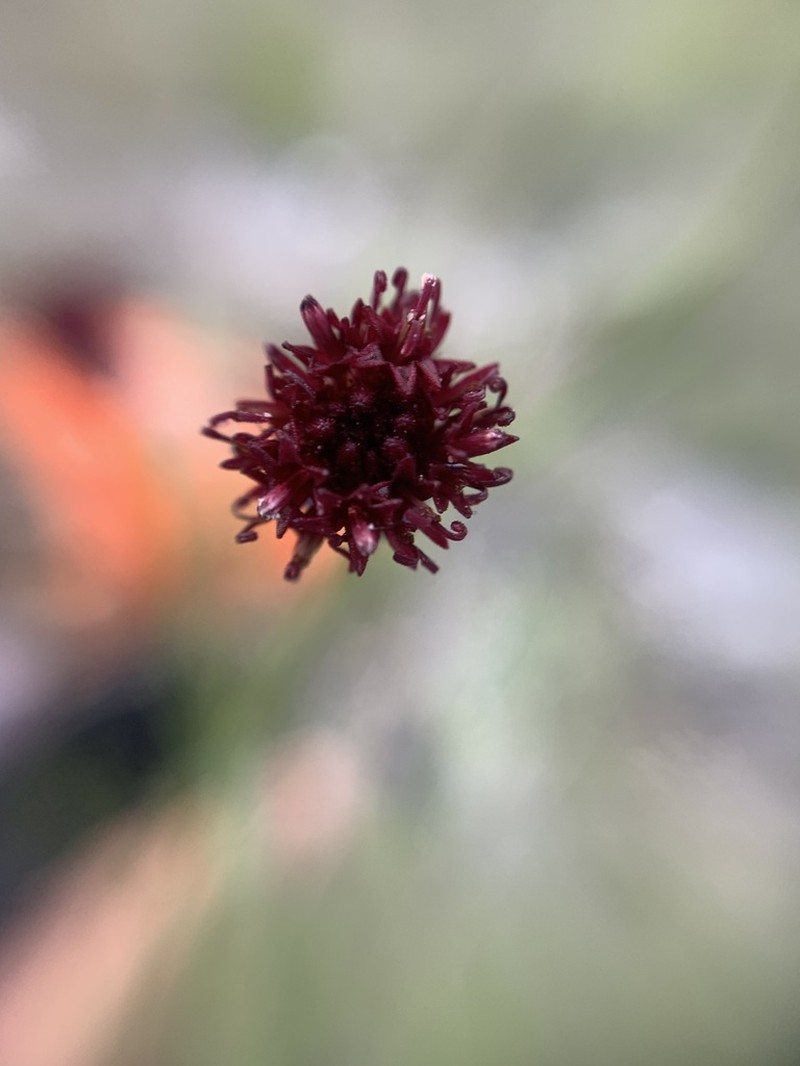Porophyllum coloratum photo 3