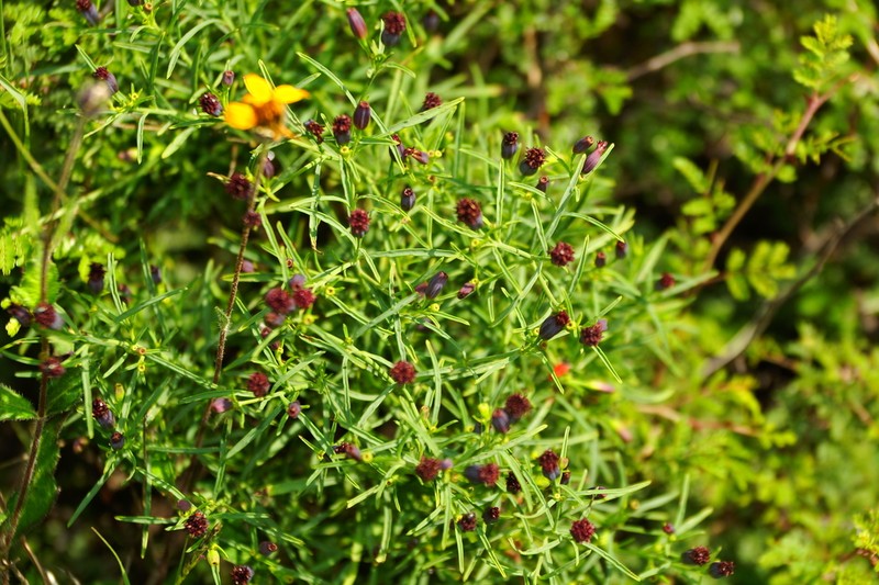 Porophyllum coloratum photo 4