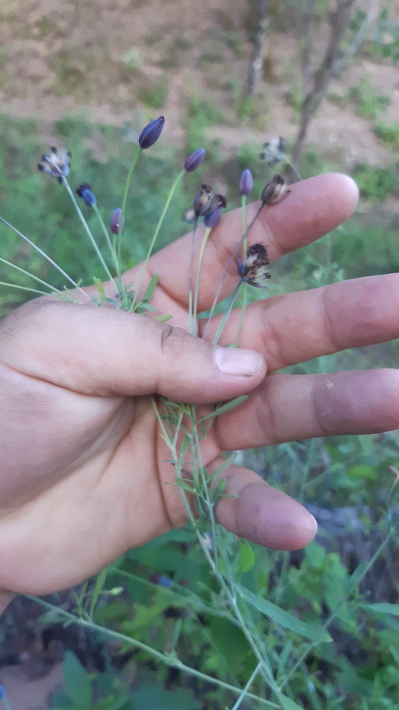 Porophyllum coloratum photo 5