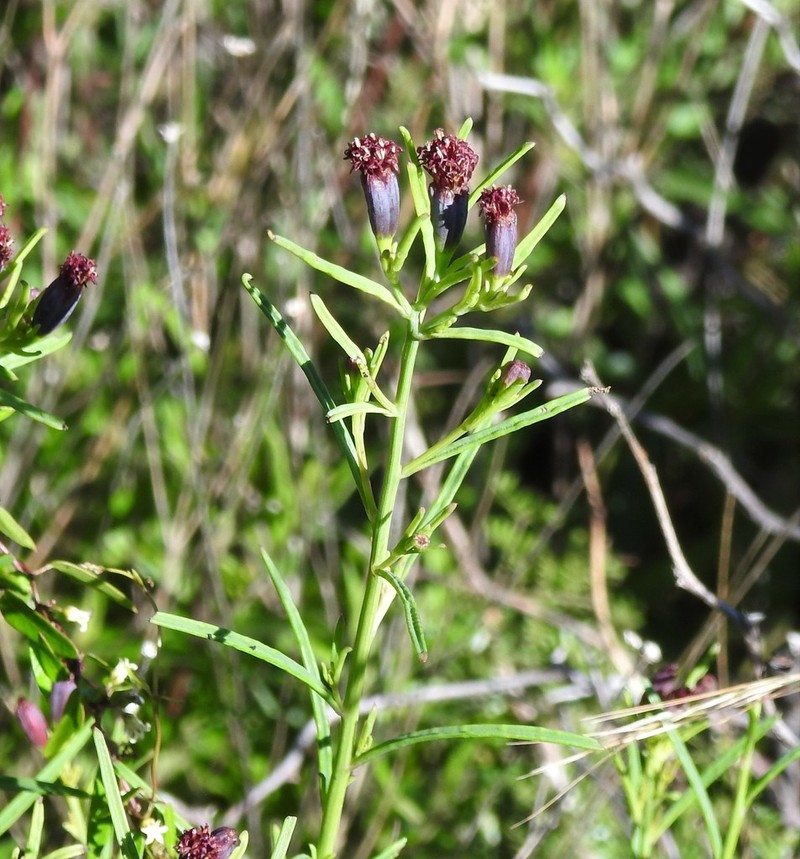 Porophyllum coloratum photo 6