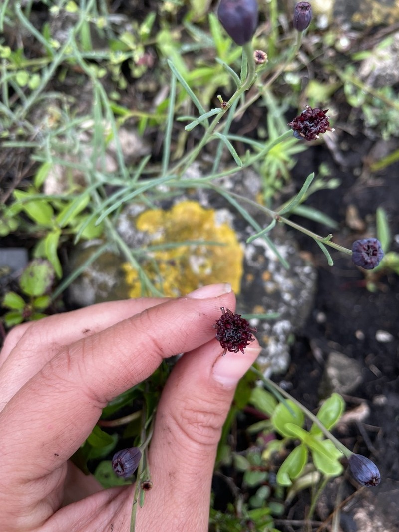 Porophyllum coloratum photo 7