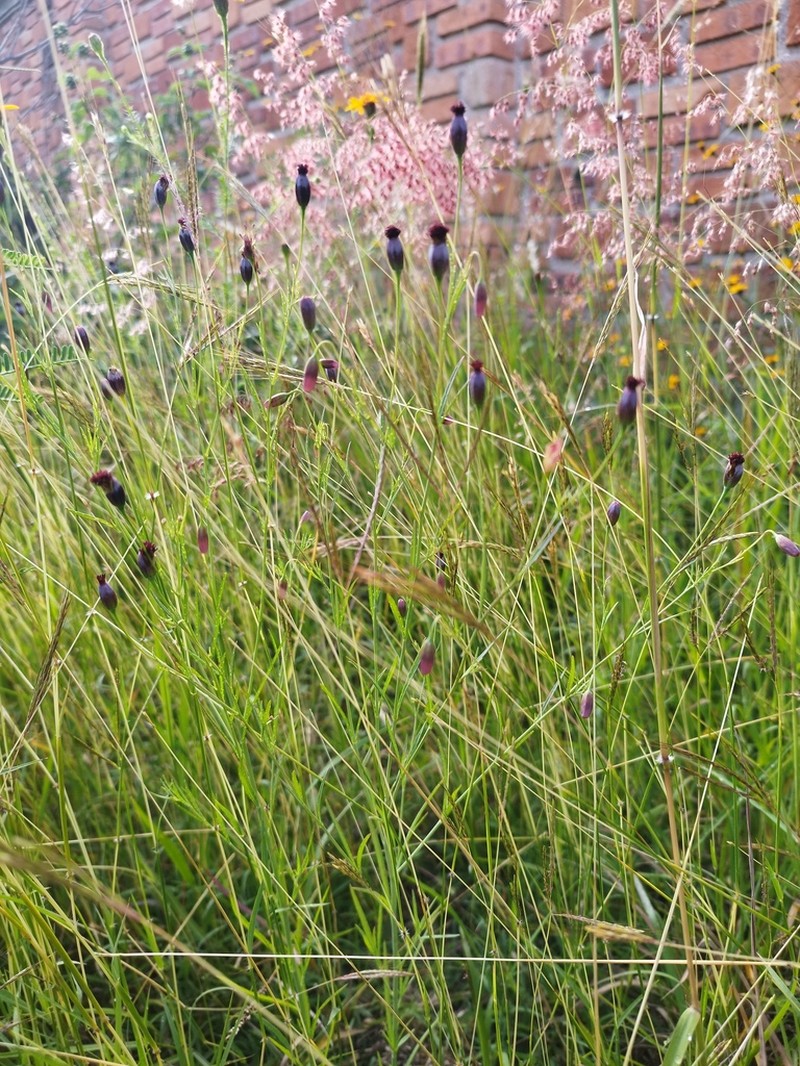 Porophyllum coloratum photo 8