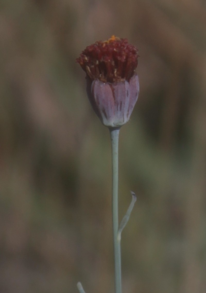 Porophyllum filiforme photo 2