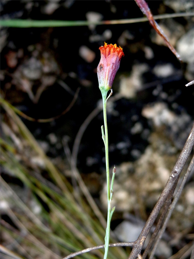 Porophyllum filiforme photo 3