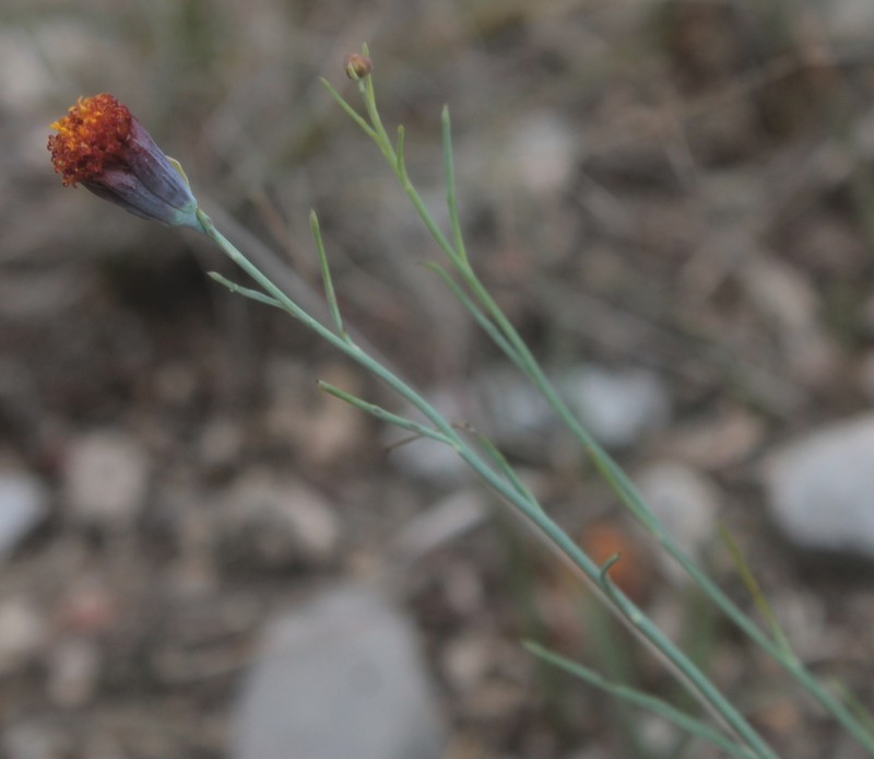 Porophyllum filiforme photo 7